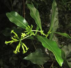 Image result for Peddiea fischeri