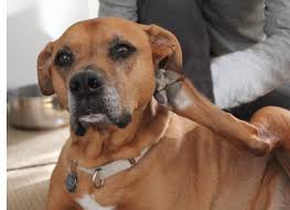 Massage some moisturizing coconut oil into your pup's skin and coat. Adopt A Pet Com Blog Top 5 Ways To Stop Pet Itching Adopt A Pet Com Blog