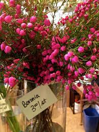 Hot Pink Boronia Heather Beautiful In Bridal Bouquets Corsages Boutonnieres And Reception Centerpiec Seasonal Flowers Mothers Day Flowers Flower Arrangements