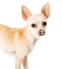 Maybe you would like to learn more about one of these? Deer Head Chihuahua A Complete Guide To A Distinctive Tiny Dog