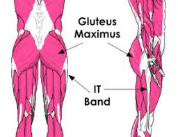 Out of the two muscles you can see on the diagram above, the. Weak Glutes And Knee Pain The Biomechanics Method