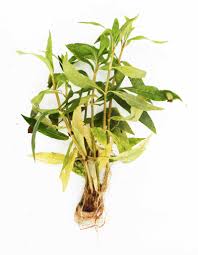 Image result for Hygrophila uliginosa