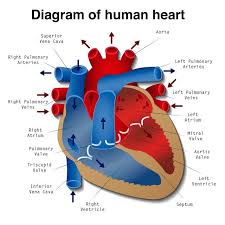 Heart Disease Definition Causes Research On Fow24news Com Health Article Human Heart Diagram Types Of Heart Disease Human Heart