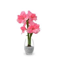 Amaryllis In Mario Vase Amaryllis Amaryllis Bulbs Square Vase