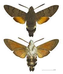 Thanks to bugguide.net for identifying this lovely little moth. Featured Creature Hummingbird Hawk Moth Blog Nature Pbs