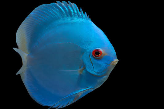 DISCUS BLUE DIAMOND *Symphysodon aequifasciatus* 3" – Aquarists Across Canada