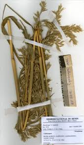 Image result for Cymbopogon caesius