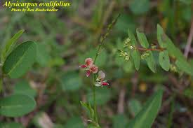 Image result for Alysicarpus