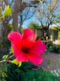 Image result for Hibiscus noldeae