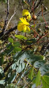 Image result for Chamaecrista wittei