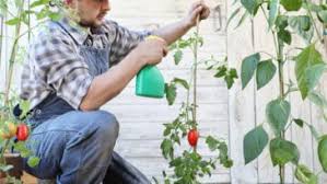 14 Remedes Naturels Pour Lutter Contre Les Pucerons