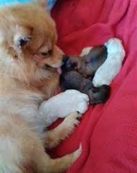 We did not find results for: Pomeranian Puppies Just Born Pets Lovers