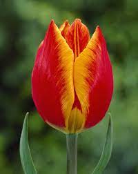 Tulip Flair Flowers Beautiful Flowers Garden Tulips