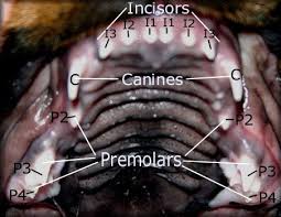 rottweiler teeth dentition diagrams fantastikrot