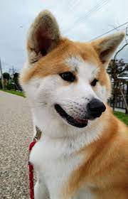 akita dog akita inu akita yaponiya