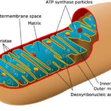Check spelling or type a new query. Structure Of Mitochondrion Figure Taken From Wikipedia Download Scientific Diagram