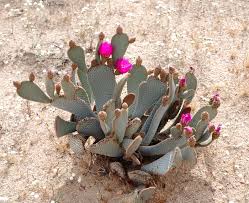 To view publication details for this taxon and related synonyms click here. Beavertail Cactus Opuntia Basilaris Opuntia Basilaris Cactus And Succulents Cactus