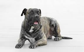 9 Best Highest Quality Dog Foods For Presa Canario In 2019