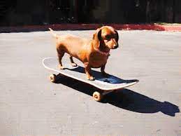 A compilation of animals who are better at skateboarding than most humans. 10 Animals Who Love Skateboarding Animals Skateboarding On Beano Com