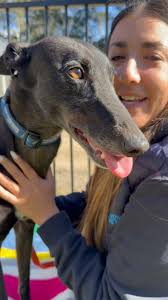 Kirsten’s here to tell you all about Charlie Girl 💗, Meet this  ultra-chill, apartment-friendly love bug 🐛 at our Winter ❄️ Greyhound  Adoption Day at BrewDog South Eveleigh