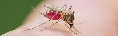 Desinsectisation Eliminer Moustiques Mouches Moucherons Vaucluse Hte Sanitation