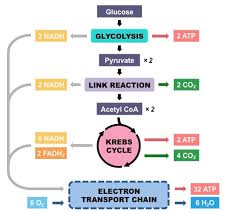 Aerobic Overview Bioninja