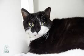 You can meet cats for adoption at cat's main shelter, in our foster homes, and at offsite adoption centers throughout the portland, oregon metro area. Available Cats Kittens Seattle Area Feline Rescue Cats And Kittens Feline Cat Adoption