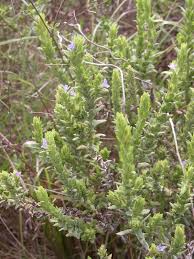 Image result for Stemodiopsis