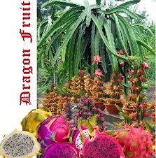 The taste is similar to that of a kiwi, but a lot less subtle. How To Grow Dragon Fruit Indoors Luv2garden Com