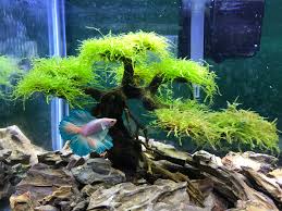 To choose the best driftwood based on your interest, we have various driftwoods for the aquarium. How To Set Up A Driftwood Aquarium Bonsai Driftwood
