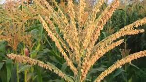 Yu mi hua (maize flower). Male Flowers In Maize Description Youtube
