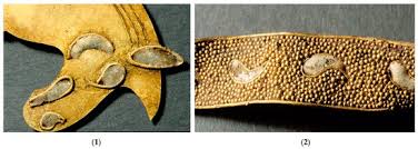 Image result for Antique Gold 1990 Tracer