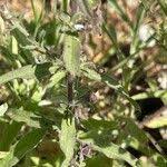 Image result for Sesamum angolense