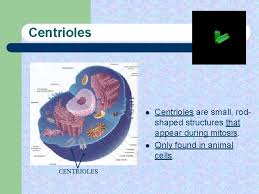 1) cell membrane 2)dna ( as a part in nucleolus) etc. The Cell Structure And Function The Cell Structure