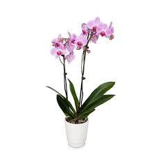 High quality and competitive price 2. Buy Premium Orchids Pink Yellow Purple And White Orchid Plants Just Add Ice