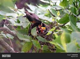 Maybe you would like to learn more about one of these? Robin Bird Feeding Image Photo Free Trial Bigstock
