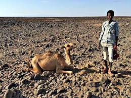 That is to say, swallowing a camel is quite the hard task, so someone who does that yet strains at swallowing the gnat is an idiot. Drought Leaves 2 4 Million Kenyans Desperately Short Of Food New Internationalist