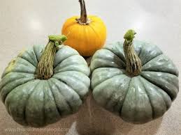 Blue pumpkins are extremely popular in australia and new zealand where they are prized as a cooking pumpkin because of their thick flesh and superior flavor. 7 Reasons Why You Should Grow Blue Jarrahdale Pumpkins