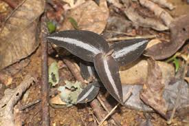 Image result for Zeuxine africana