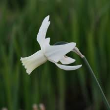 Buy Triandrus Daffodil Bulbs Narcissus Thalia