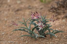 Image result for Ornithoglossum