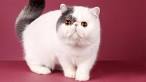 Exotic Shorthair Persians - Exotic Kittens - myexoticfurs
