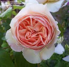 Most Expensive Flower Juliet Rose They Say The Kadupul Flower Is So Rare That You Cannot Even Put A Price Tag On David Austin Roses Expensive Flowers Flowers