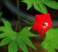 Image result for Ipomoea quamoclit