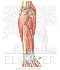 The anconeus, located in the superficial region of the posterior forearm compartment, moves the ulna during pronation and extends the forearm at the elbow. Muscles Of Forearm Deep Layer Posterior View