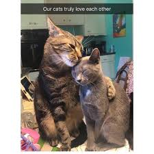 Instagram Post By Cat Memes Nov 3 2018 At 4 02pm Utc Cute Cats Cute Animal Pictures Kittens Cutest