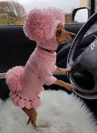 Dog Sweaterdog Clothes Dog Clothes With Hatsweater Set With Etsy In 2021 Pom Dog Cute Animals Baby Animals Funny