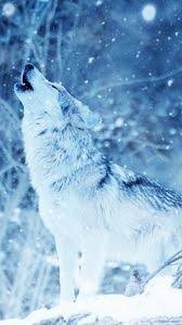 Wolf wallpaper hd 4k is an application that provides the highest quality wallpapers for anyone who loves wolf wallpaper hd. Wolf Samsung Galaxy S4 S5 Note Sony Xperia Z Z1 Z2 Z3 Htc One Lenovo Vibe Wallpapers Hd Desktop Backgrounds 1080x1920 Images And Pictures