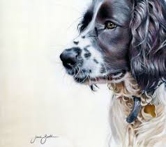 Black And White Springer Spaniel Cute Pin On Jane Booth