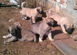 Kangal Yavrusu Isimleri Satilik Kangal Yavrusu Fiyatlari Ilanlari Ucretsiz Sahiplendirme 05468858919